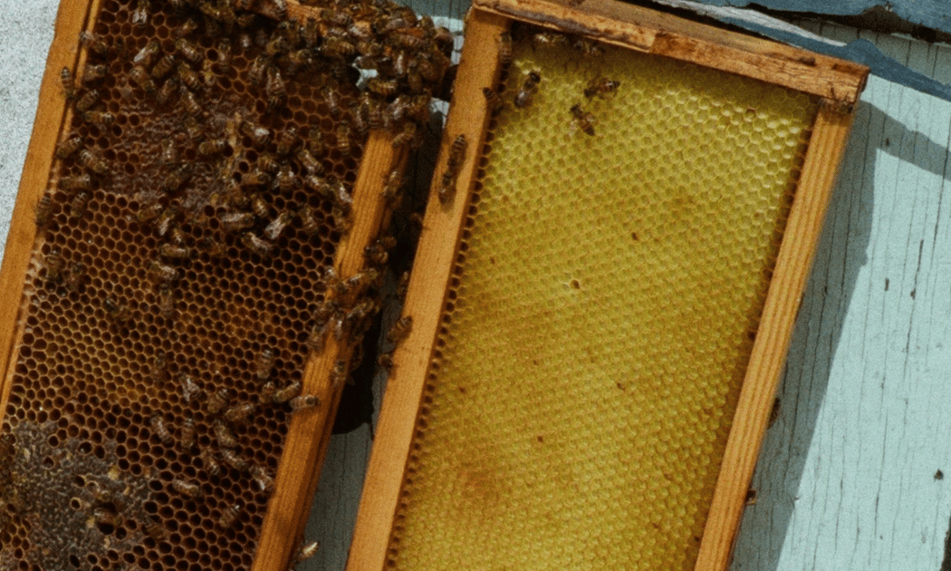Intro to Beekeeping 1
